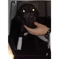 Foto dell\'animale cane - Matr. 2018/2621 - Microchip 380260043634351