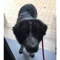 Foto dell\'animale cane - Matr. 2018/1129 - Microchip 380260101194669