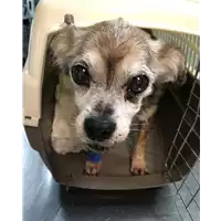 Foto dell\'animale cane - Matr. 2018/2633 - Microchip 380260043854356