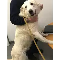 Foto dell\'animale cane - Matr. 2018/2402 - Microchip 380260100697324