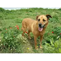 Foto dell\'animale cane - Matr. 2008/1943 - Microchip 981100002065424