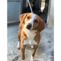 Foto dell\'animale cane - Matr. 2018/2636 - Microchip 380260043853744
