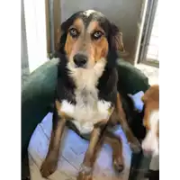 Foto dell\'animale cane - Matr. 2018/2637 - Microchip 380260043854161