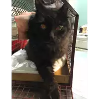 Foto dell\'animale gatto - Matr. 2018/2629 - Microchip 380260043853654