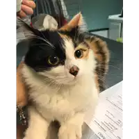 Foto dell\'animale gatto - Matr. 2018/2630 - Microchip 380260043853602