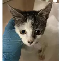 Foto dell\'animale gatto - Matr. 2018/2404 - Microchip 380260043854014