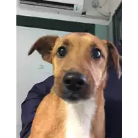 cane - Matr. 2018/2638 - Microchip 380260043854237