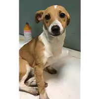 Foto dell\'animale cane - Matr. 2018/2639 - Microchip 380260043854208