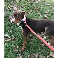 Foto dell\'animale cane - Matr. 2018/2641 - Microchip 380260043853915
