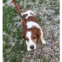 Foto dell\'animale cane - Matr. 2018/2640 - Microchip 981100000442129