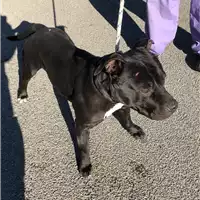 Foto dell\'animale cane - Matr. 2018/2643 - Microchip 380260100110709