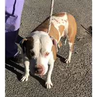 Foto dell\'animale cane - Matr. 2018/2642 - Microchip 380260080335255