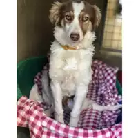 Foto dell\'animale cane - Matr. 2018/2644 - Microchip 380260043869679