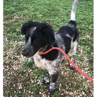 cane - Matr. 2018/2645 - Microchip 380260043854268