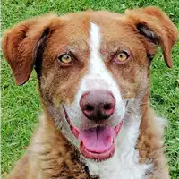Foto dell\'animale cane - Matr. 2018/2646 - Microchip 380260040999274