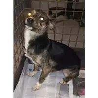 Foto dell\'animale cane - Matr. 2018/2655 - Microchip 380260043853089