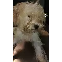 Foto dell\'animale cane - Matr. 2018/2662 - Microchip 380260043853942