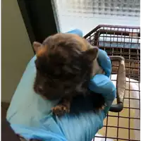 Foto dell\'animale cane - Matr. 2018/2664 - Microchip 380260043873184