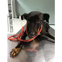 Foto dell\'animale cane - Matr. 2018/2670 - Microchip 380260043854105