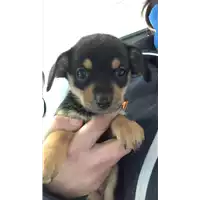 Foto dell\'animale cane - Matr. 2018/2671 - Microchip 380260043854542
