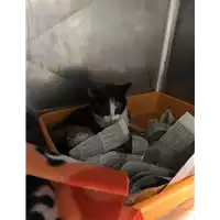 Foto dell\'animale gatto - Matr. 2018/2675 - Microchip 380260043853911