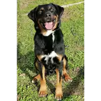 Foto dell\'animale cane - Matr. 2018/2679 - Microchip 380260043853688