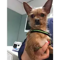 Foto dell\'animale cane - Matr. 2018/2680 - Microchip 380260043854372