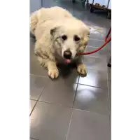 Foto dell\'animale cane - Matr. 2020/0002 - Microchip 380260043524241