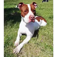 Foto dell\'animale cane - Matr. 2019/0003 - Microchip 380260043853679