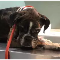 Foto dell\'animale cane - Matr. 2019/0004 - Microchip 380260043854490