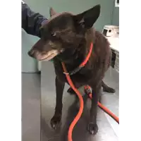 Foto dell\'animale cane - Matr. 2019/0005 - Microchip 380260043854278