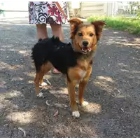 Foto dell\'animale cane - Matr. 2016/1803 - Microchip 380260042788631