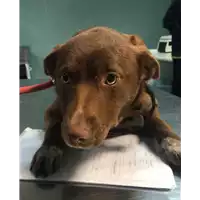 Foto dell\'animale cane - Matr. 2019/0007 - Microchip 380260043854476