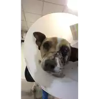 Foto dell\'animale cane - Matr. 2019/0011 - Microchip 380260043853659