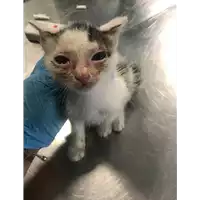 Foto dell\'animale gatto - Matr. 2018/2051 - Microchip 380260042933347