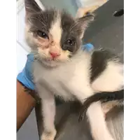 Foto dell\'animale gatto - Matr. 2018/2053 - Microchip 380260042932258