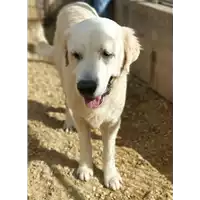 Foto dell\'animale cane - Matr. 2019/0016 - Microchip 380260040240886