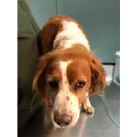 Foto dell\'animale cane - Matr. 2019/0018 - Microchip 380260043844337