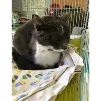 Foto dell\'animale gatto - Matr. 2019/0020 - Microchip 380260042816450