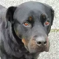 Foto dell\'animale cane - Matr. 2019/0021 - Microchip 380260043843895