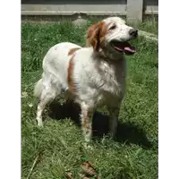 Foto dell\'animale cane - Matr. 2013/0444 - Microchip 380260000930742