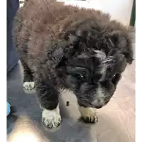 Foto dell\'animale cane - Matr. 2018/2533 - Microchip 380260043624347
