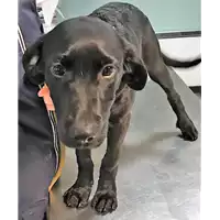 Foto dell\'animale cane - Matr. 2019/0023 - Microchip 380260043844280
