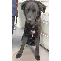 Foto dell\'animale cane - Matr. 2019/0024 - Microchip 380260101218358
