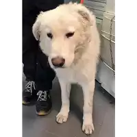 Foto dell\'animale cane - Matr. 2019/0025 - Microchip 380260101215415