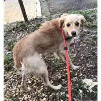 Foto dell\'animale cane - Matr. 2019/0027 - Microchip 380260043847744