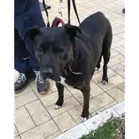 Foto dell\'animale cane - Matr. 2019/0028 - Microchip 380260000154162