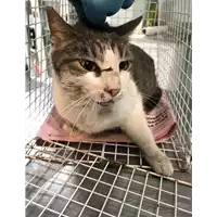 Foto dell\'animale gatto - Matr. 2019/0030 - Microchip 380260043844072