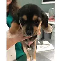 Foto dell\'animale cane - Matr. 2019/0032 - Microchip 380260043844279