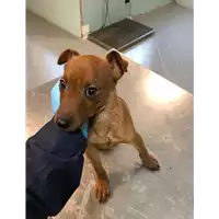 Foto dell\'animale cane - Matr. 2019/0035 - Microchip 380260043844116